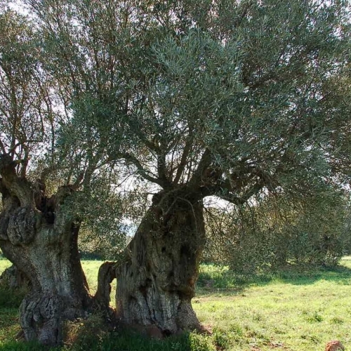Αρχαία Δέντρα